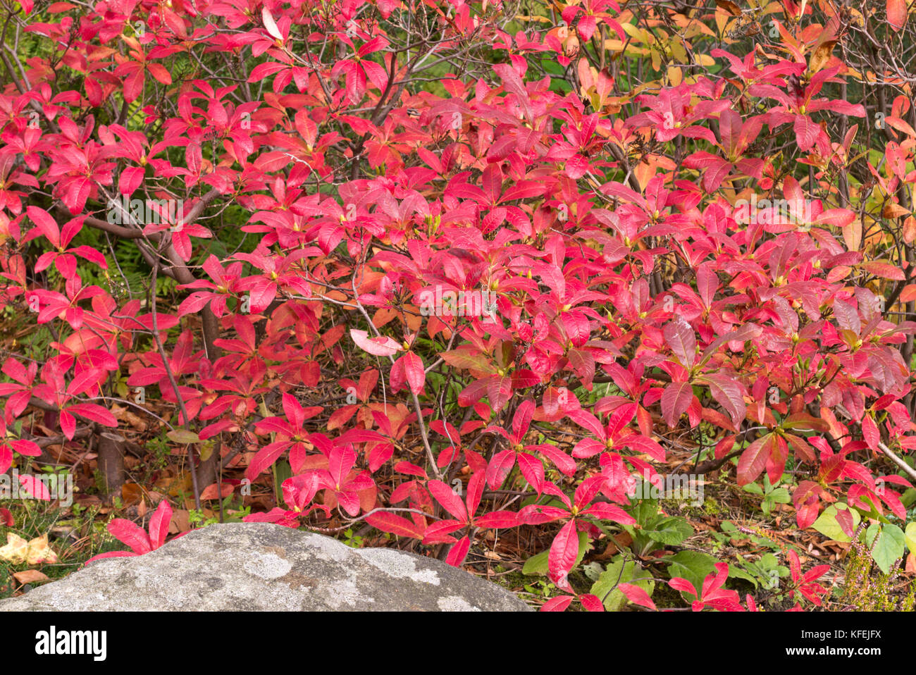 Azalea decidui (Rhododendron mollis 'koster il brillante rosso') Foto Stock