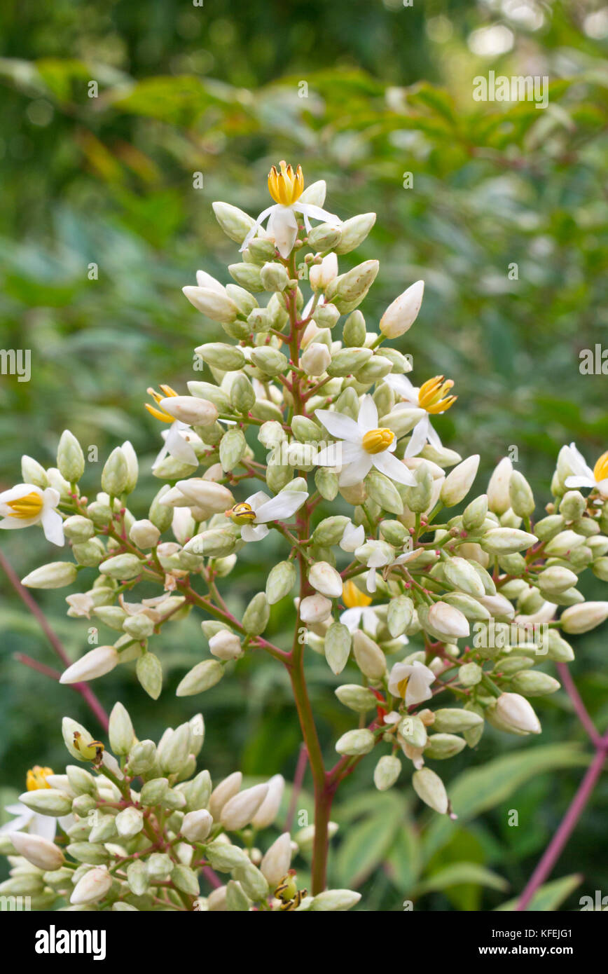 Bambù sacro (Nandina domestica) Foto Stock