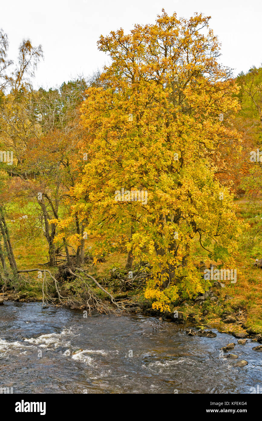 Il castello di Balmoral Royal Deeside ABERDEENSHIRE SCOZIA SICOMORO e foglie di autunno vicino Ponte BRUNEL E IL FIUME DEE Foto Stock
