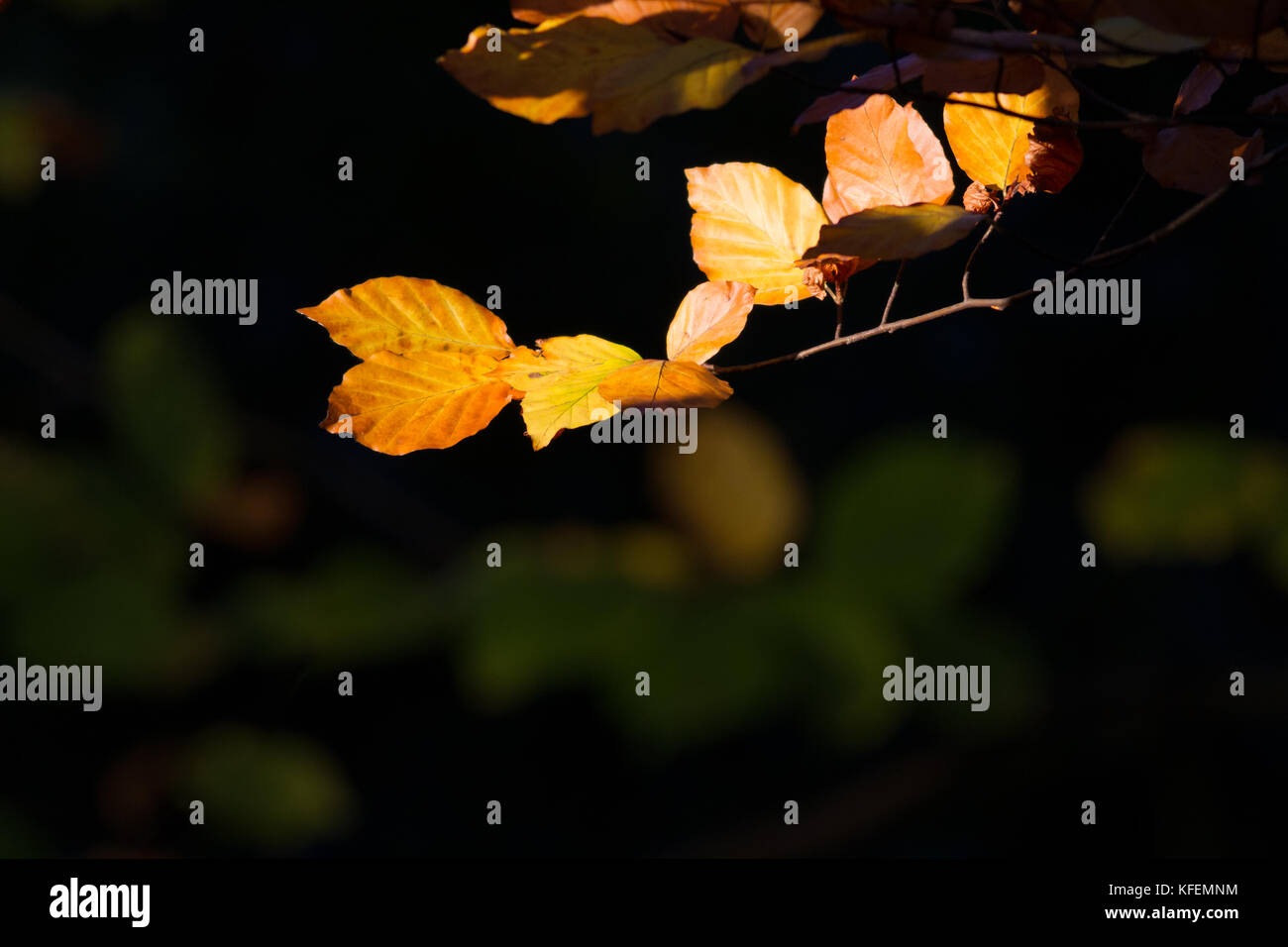 Stagioni: Foglie di autunno isolato nei boschi dalla luce solare Foto Stock