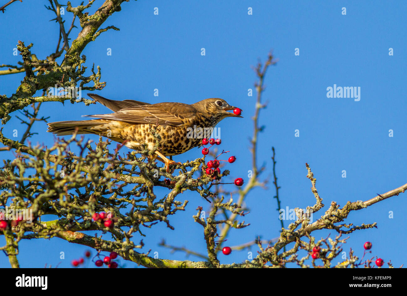 Regno Unito Fauna selvatica: mistle tordo uccello mangiando i frutti a bacca rossa da un albero di biancospino in autunno la luce Foto Stock