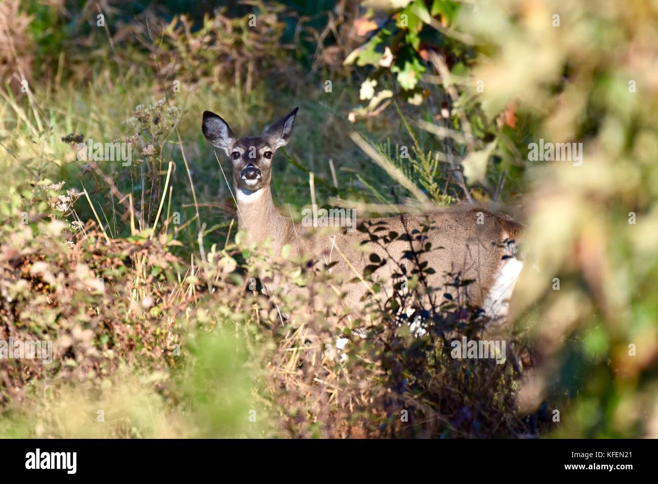 White-tailed deer doe (Odocoileus virginianus) Foto Stock