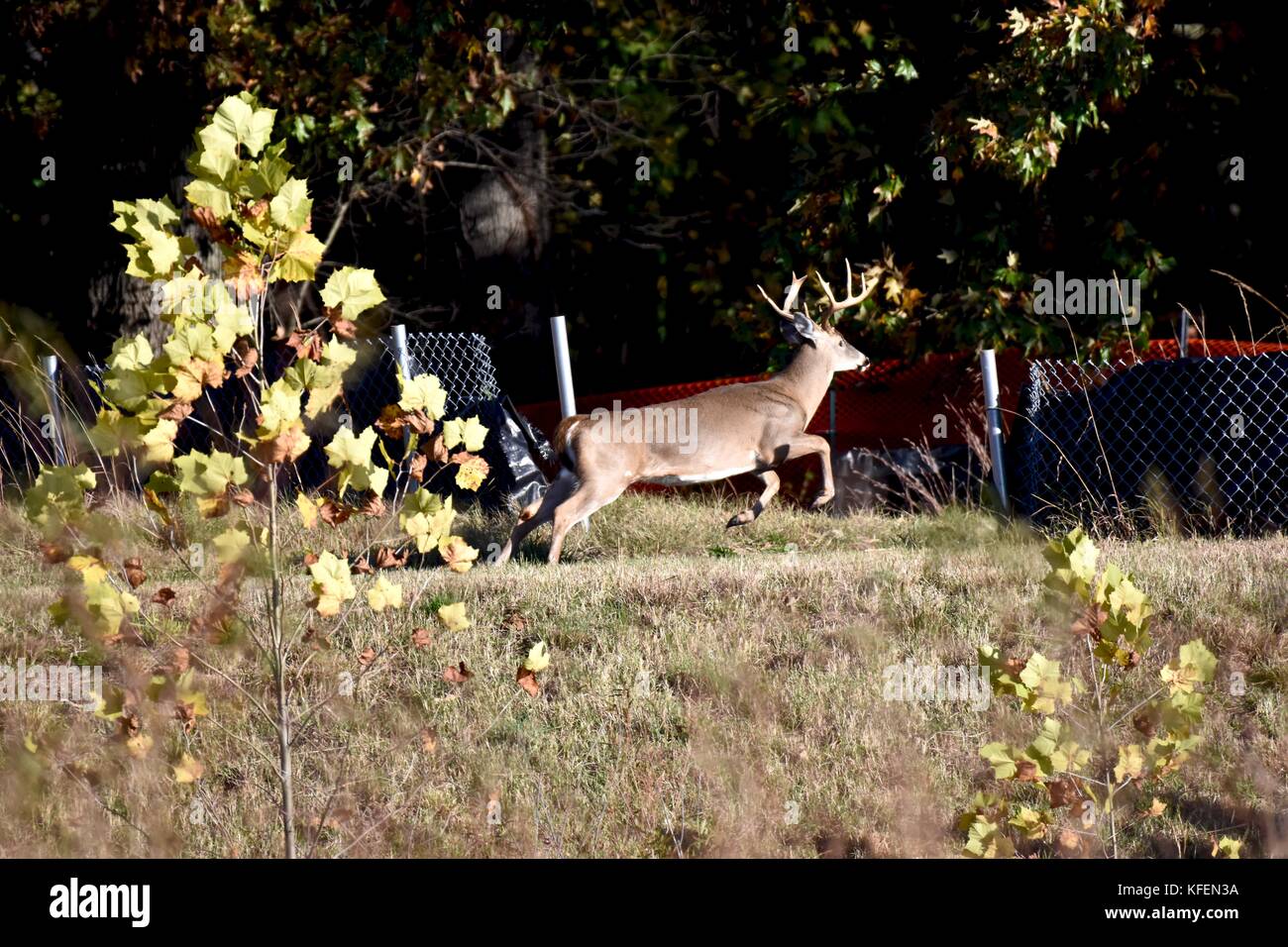 Cervi dalla coda bianca (Odocoileus virginianus) che saltano una recinzione Foto Stock