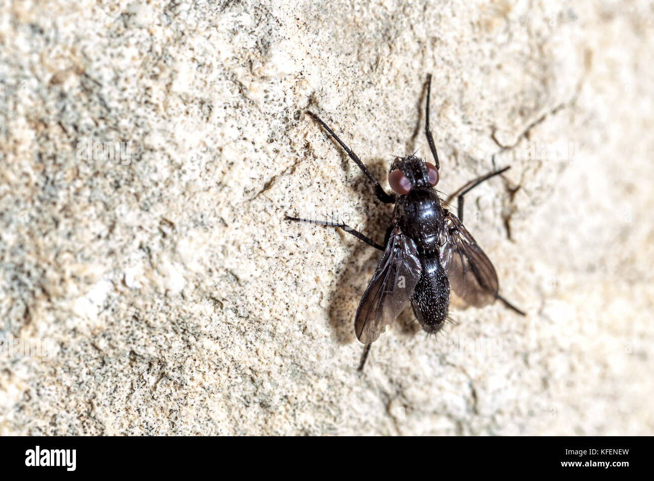 Ripresa macro di un volo su una parete Foto Stock