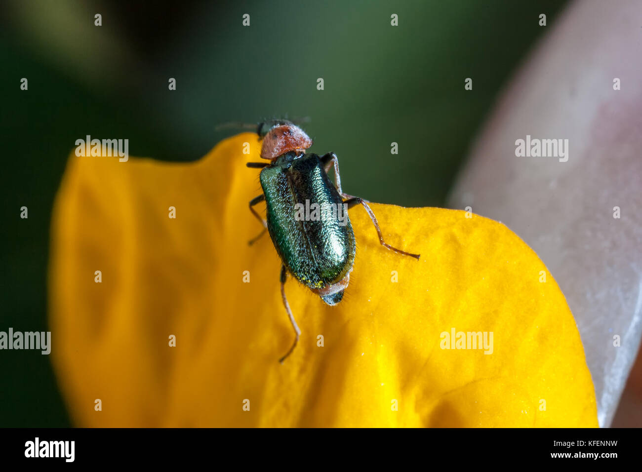 La foglia di cereali beetle (oulema melanopus o lema melanopa) è un coleopter, appartenente alla famiglia dei chrysomelidae e un agricolo di Pest. Foto Stock