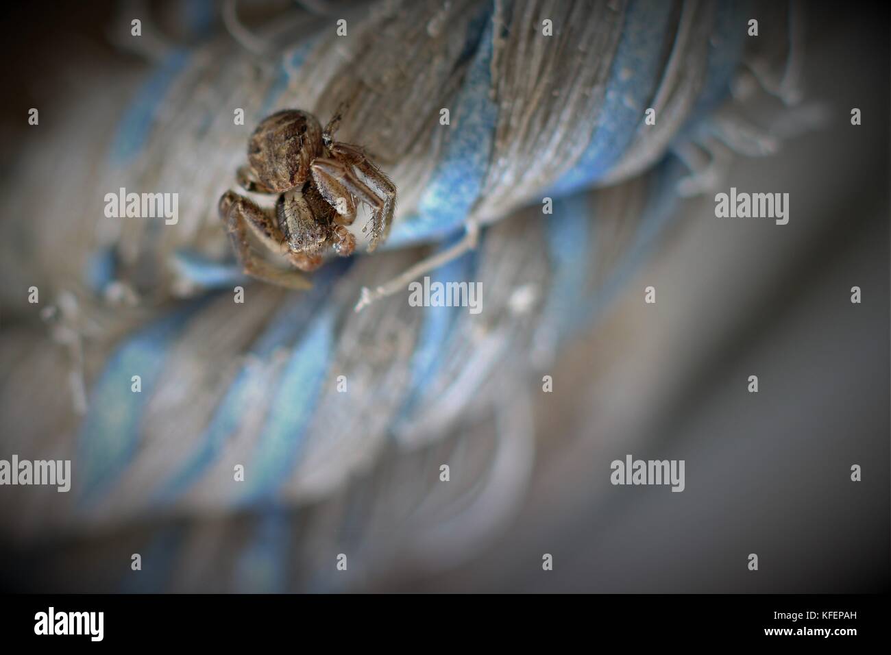 Minuscola spider close up Foto Stock