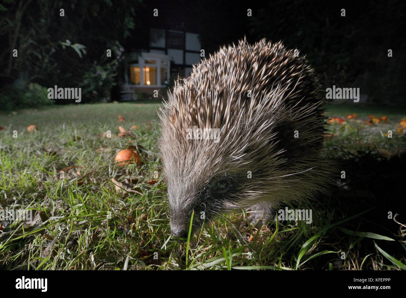 Riccio (Erinaceus europaeus) foraggio su un prato in un giardino suburbano di notte, Chippenham, Wiltshire, Regno Unito, Settembre. Prese con una telecamera remota. Foto Stock