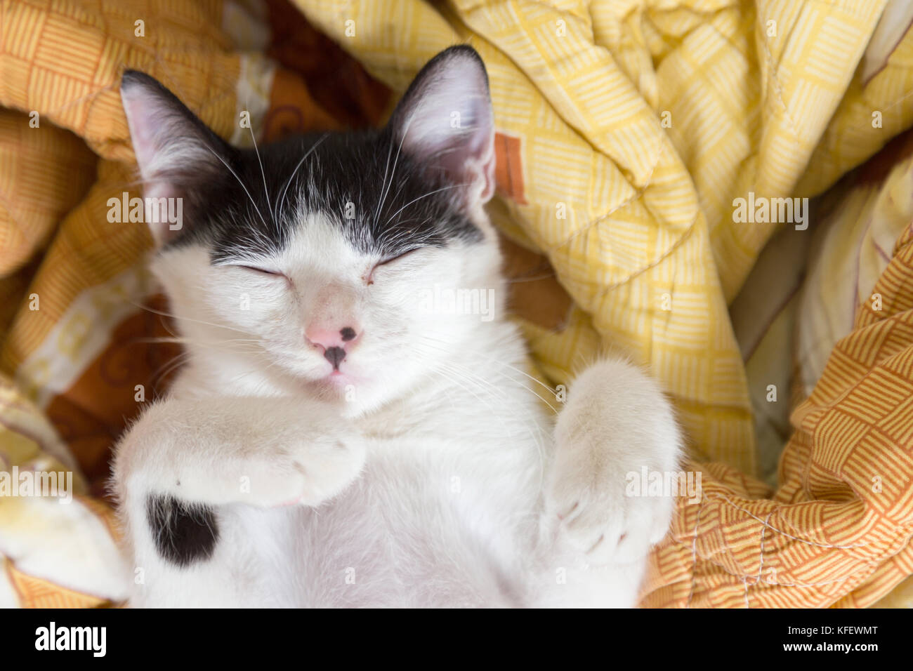 Gatto dorme nella coperta, il fuoco selettivo Foto Stock