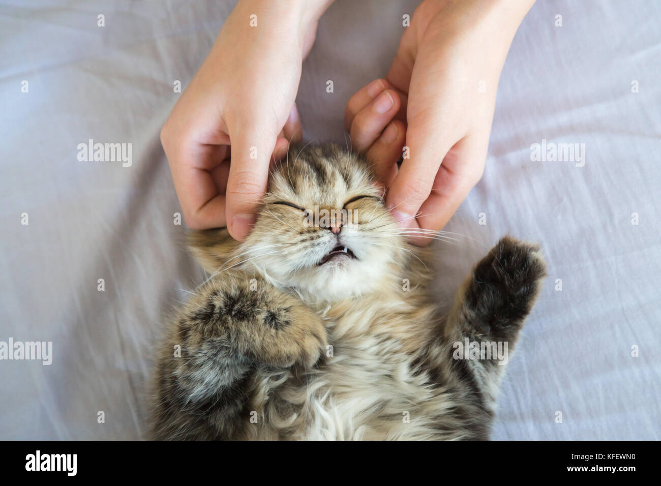 Donna mano petting o massaggio persiano kitty cat head, amore per gli animali. Foto Stock