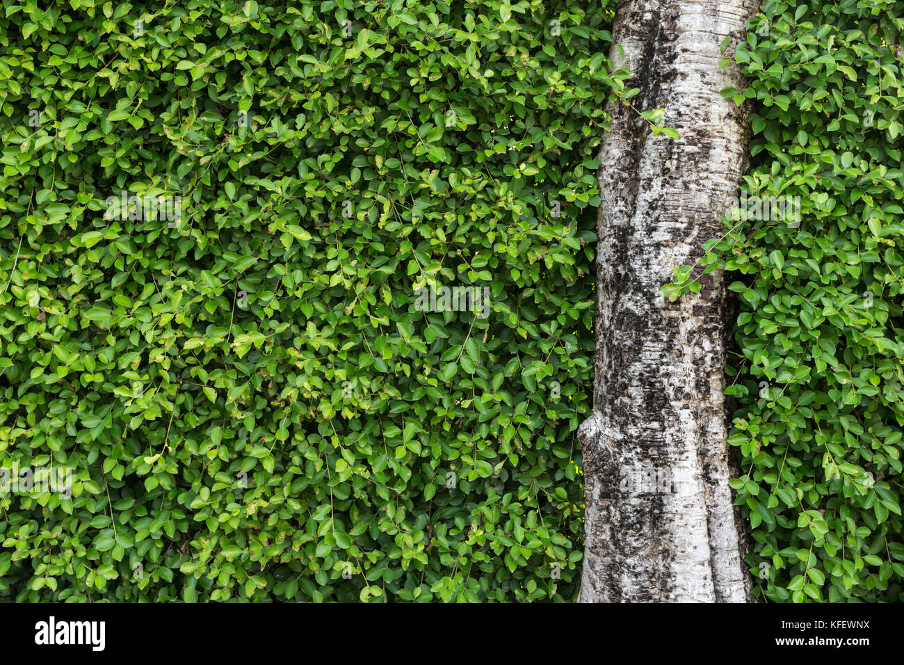 Tronco di albero cresce tra il verde delle foglie parete. home concetto di decorazione e sfondo naturale. Foto Stock