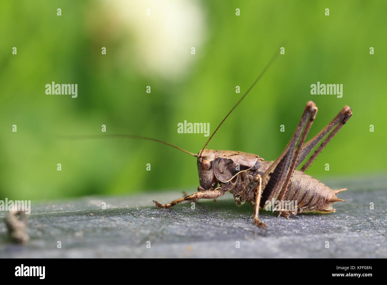 Dark bush-cricket (pholidoptera griseoaptera), welney wwt riserva, Norfolk, Inghilterra, Regno Unito. Foto Stock
