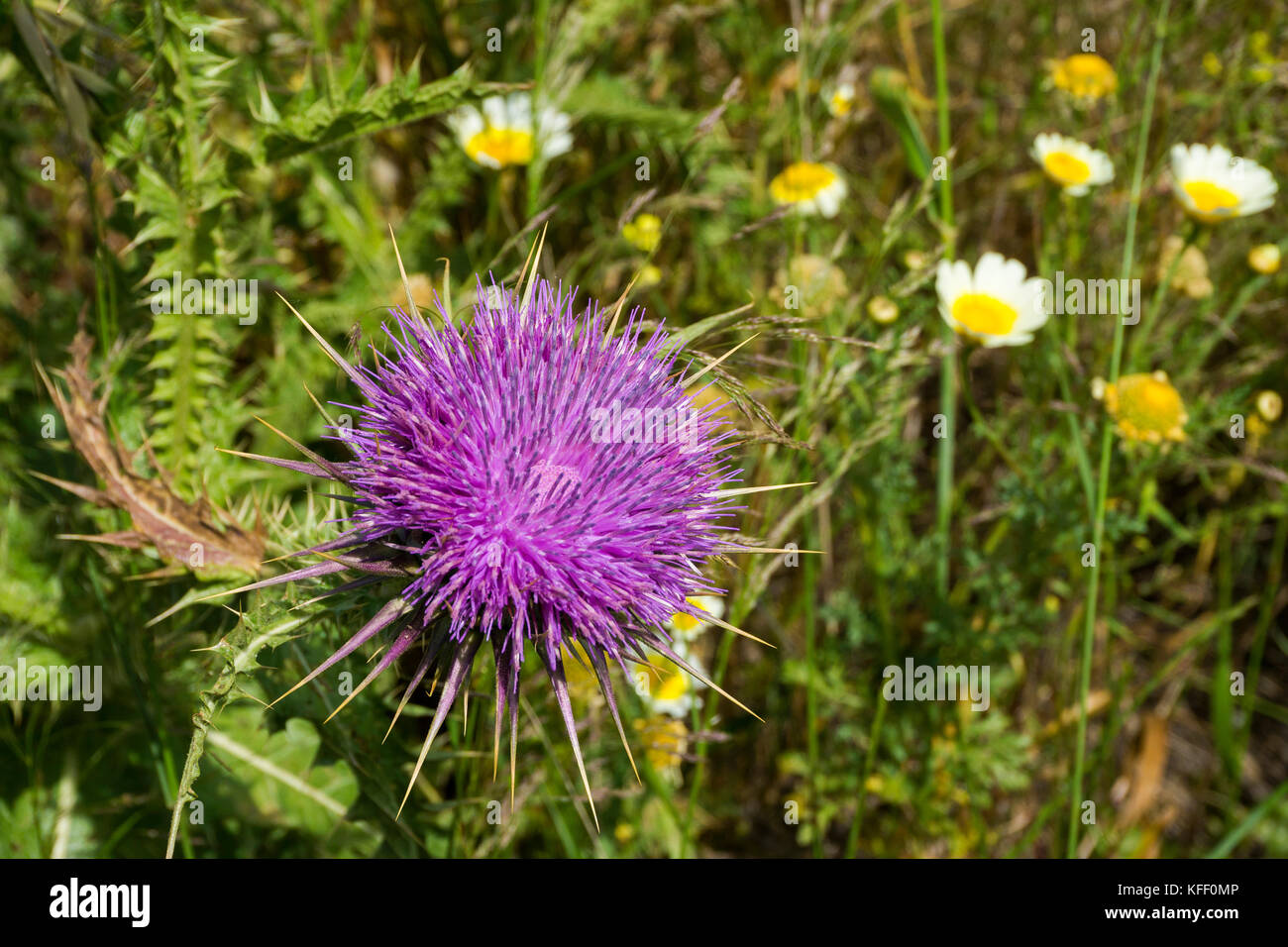 Cardo (Silybum marianum), isola di Naxos, Cicladi, Egeo, Grecia Foto Stock