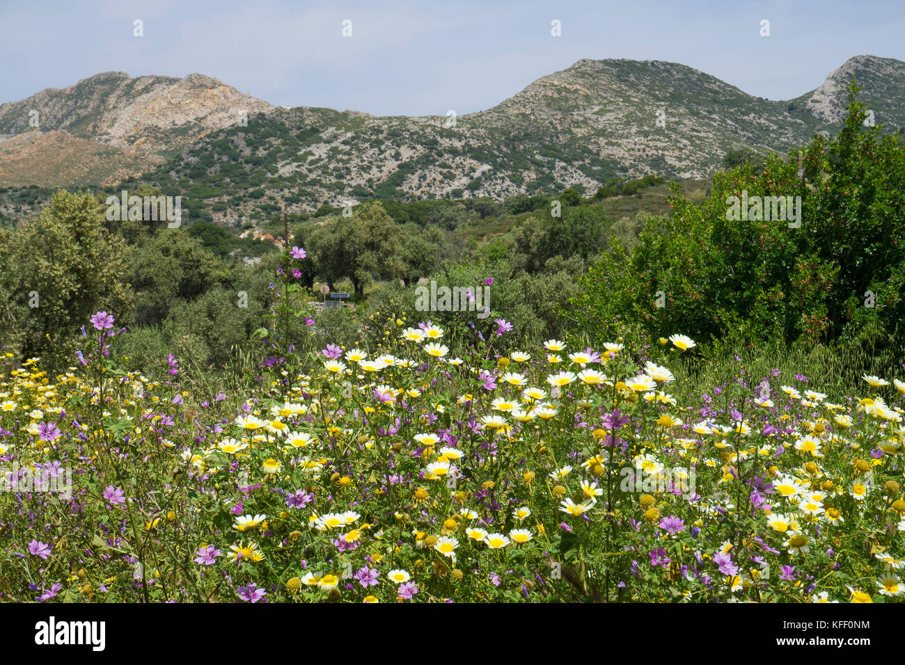 Prato con fiori selvatici a Melanes, isola di Naxos, Cicladi, Egeo, Grecia Foto Stock