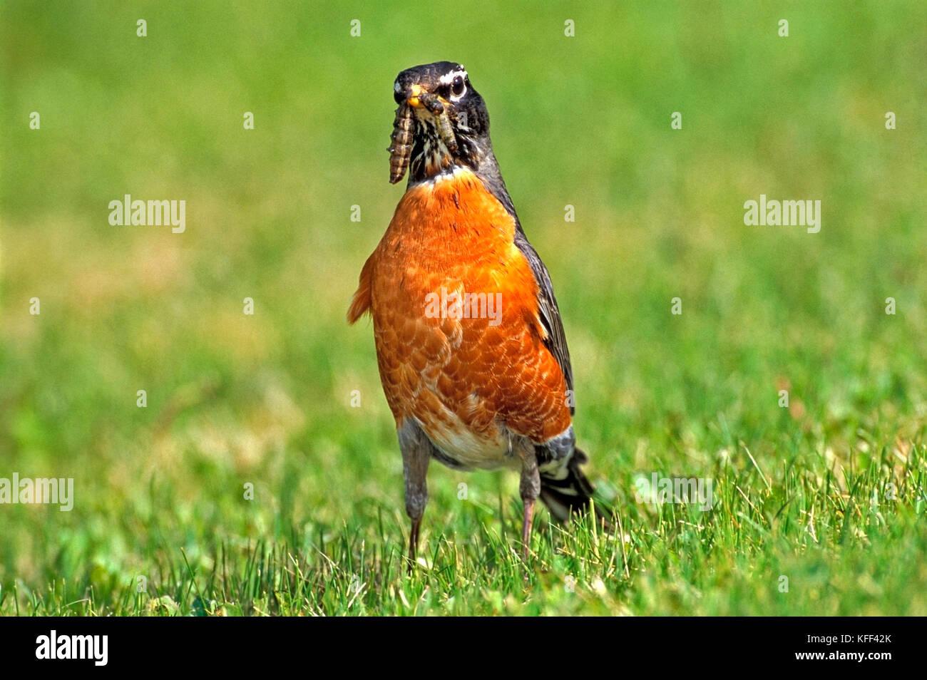 American Robin in piedi in erba, azienda grande bruco nel becco. Foto Stock