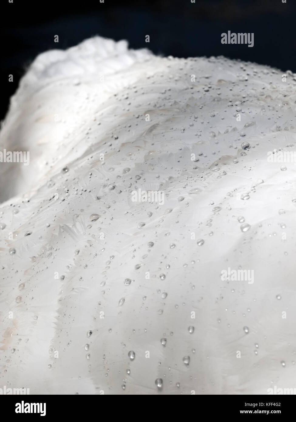 Dettaglio di un cigno di piume che mostra l'efficacia della loro resistenza di acqua con piccole goccioline di acqua formando sulla loro superficie Foto Stock