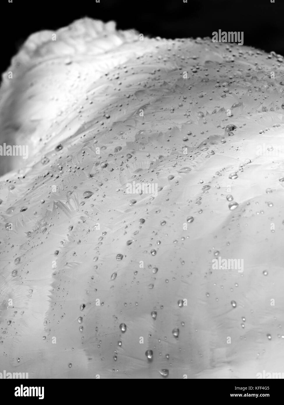 Dettaglio di un cigno di piume che mostra l'efficacia della loro resistenza di acqua con piccole goccioline di acqua formando sulla loro superficie Foto Stock