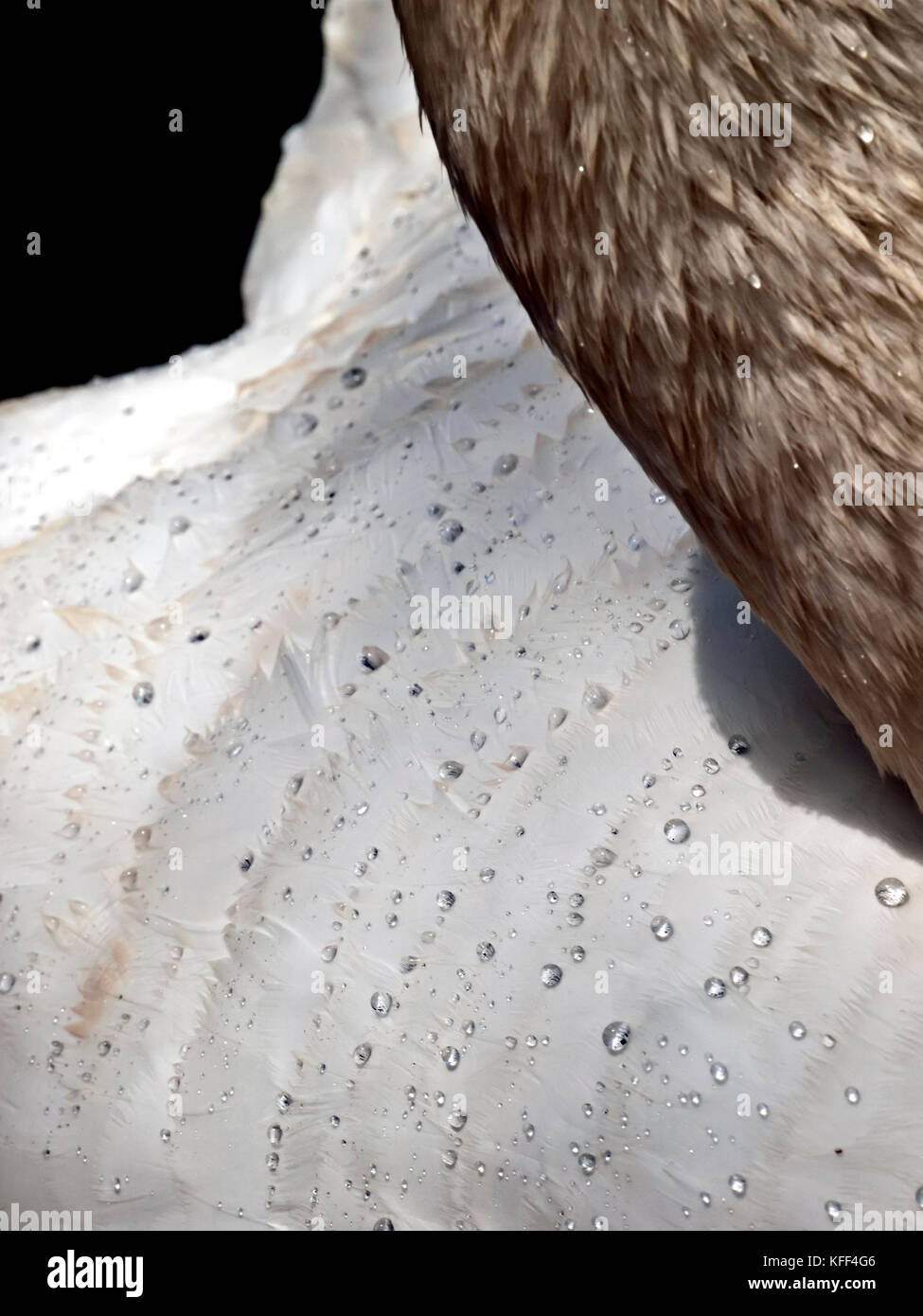Dettaglio di un cigno di piume che mostra l'efficacia della loro resistenza di acqua con piccole goccioline di acqua formando sulla loro superficie Foto Stock