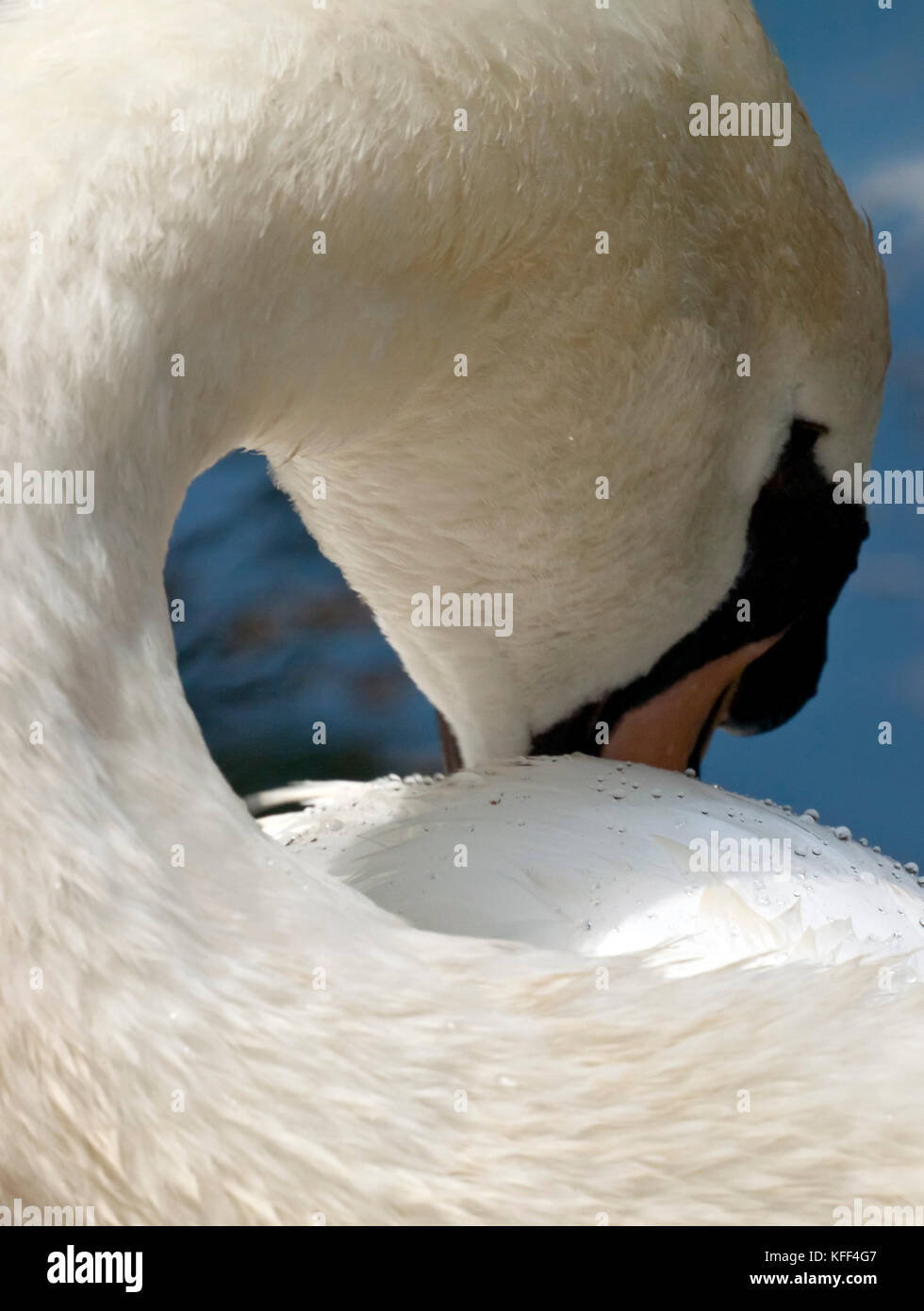 Dettaglio di un cigno di piume che mostra l'efficacia della loro resistenza di acqua con piccole goccioline di acqua formando sulla loro superficie Foto Stock