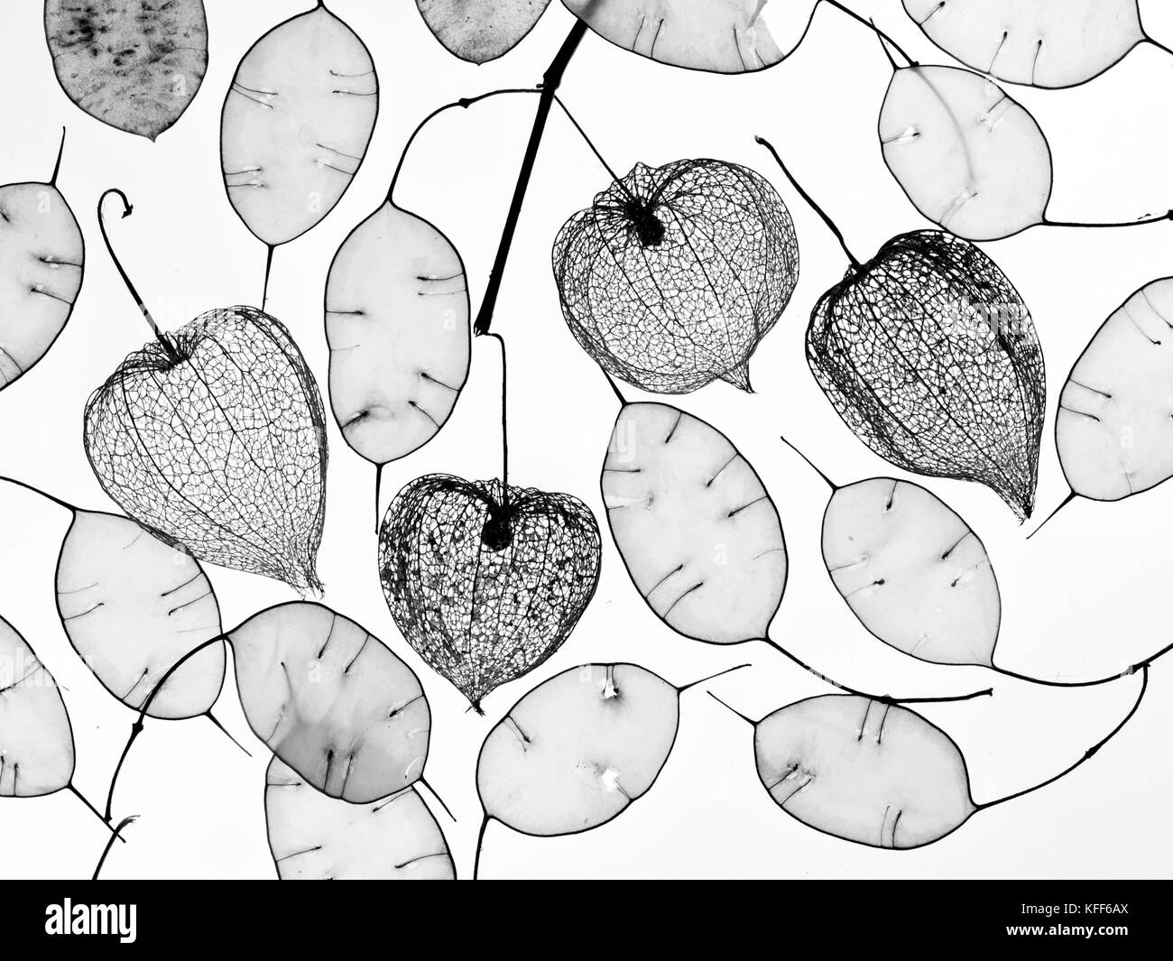 Scheletri cinesi delle Lanterne Physalis alkekengi e baccelli di semi di onestà Foto Stock