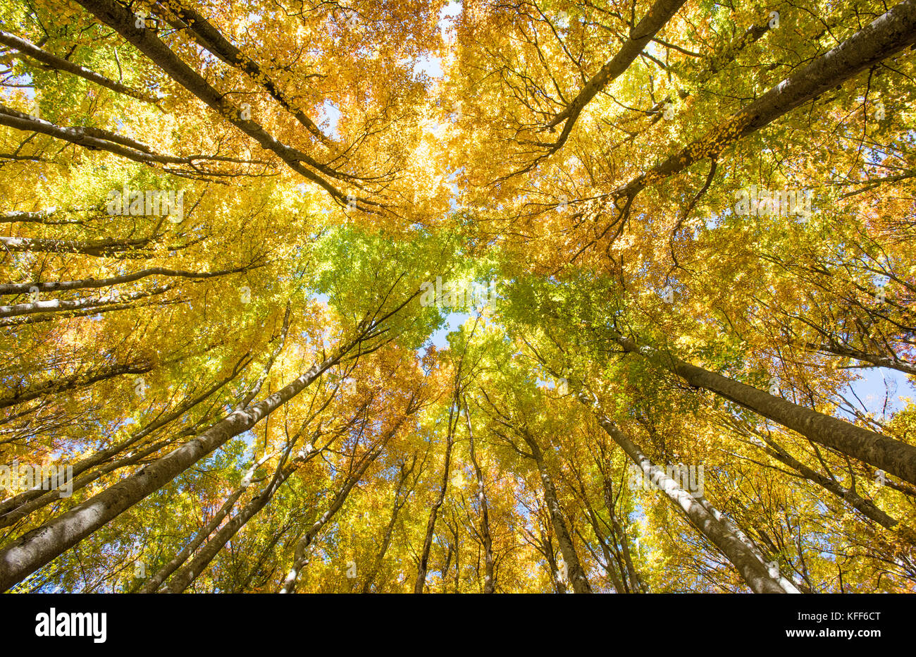 Golden ottobre nella foresta con bellissimi faggi Foto Stock