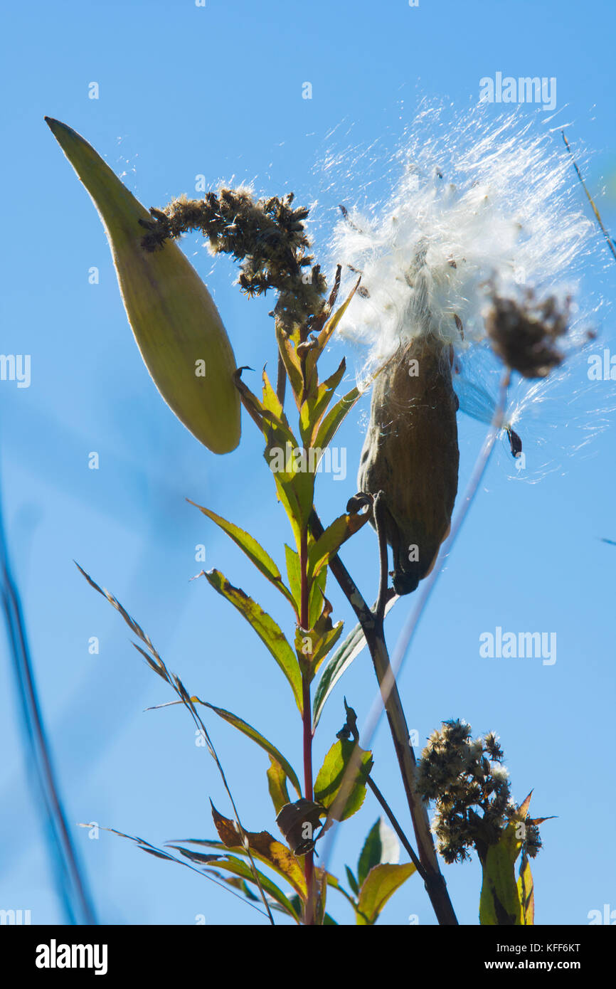 Un impianto di milkweed circa a allo svincolo dell è il seme in vento in un campo del Vermont. Foto Stock