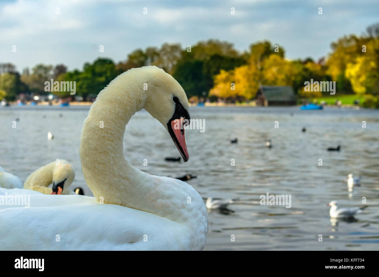 Un cigno e uccelli acquatici onan il lago in autunno Foto Stock