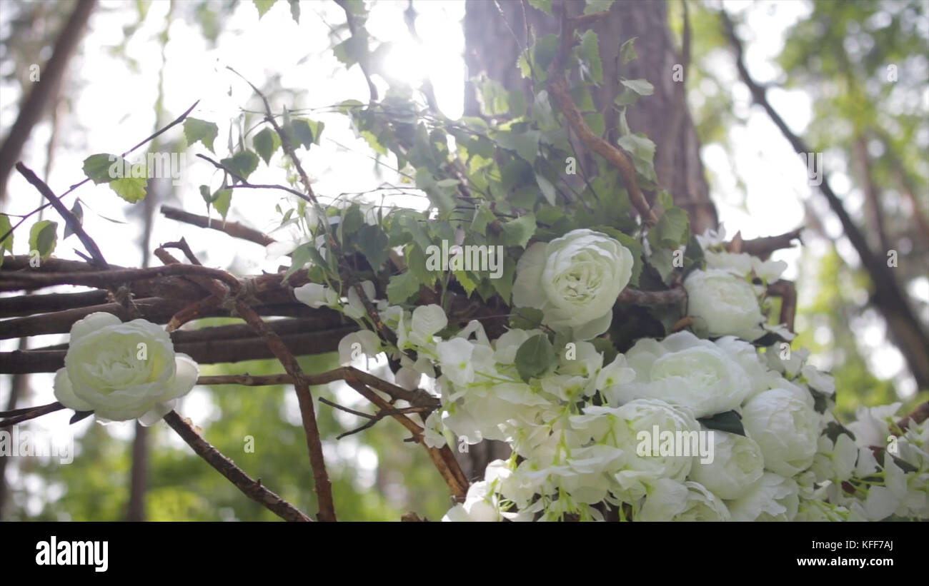 Bella la boccola bianca rose. ornamentali fiori bianchi in bright sun. offerta rose in giardino.bellissime rose con foglie verdi e spine.due boccioli di fiori di un cane bianco-rosa vicino. bellissimo bokeh di fondo e i soli raggi. Foto Stock