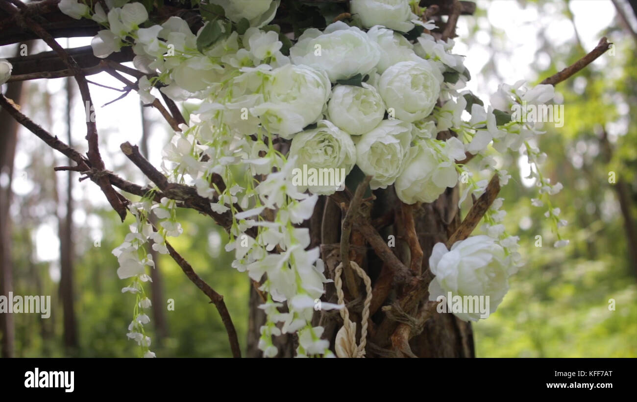 Incantevoli rose bianche. Fiori bianchi ornamentali sul sole luminoso. Teneri rose in giardino. Bellissime rose con foglie e spine verdi. Due gemme di fiori di una rosa bianca da vicino. Bellissimo bokeh e i raggi del sole. Foto Stock