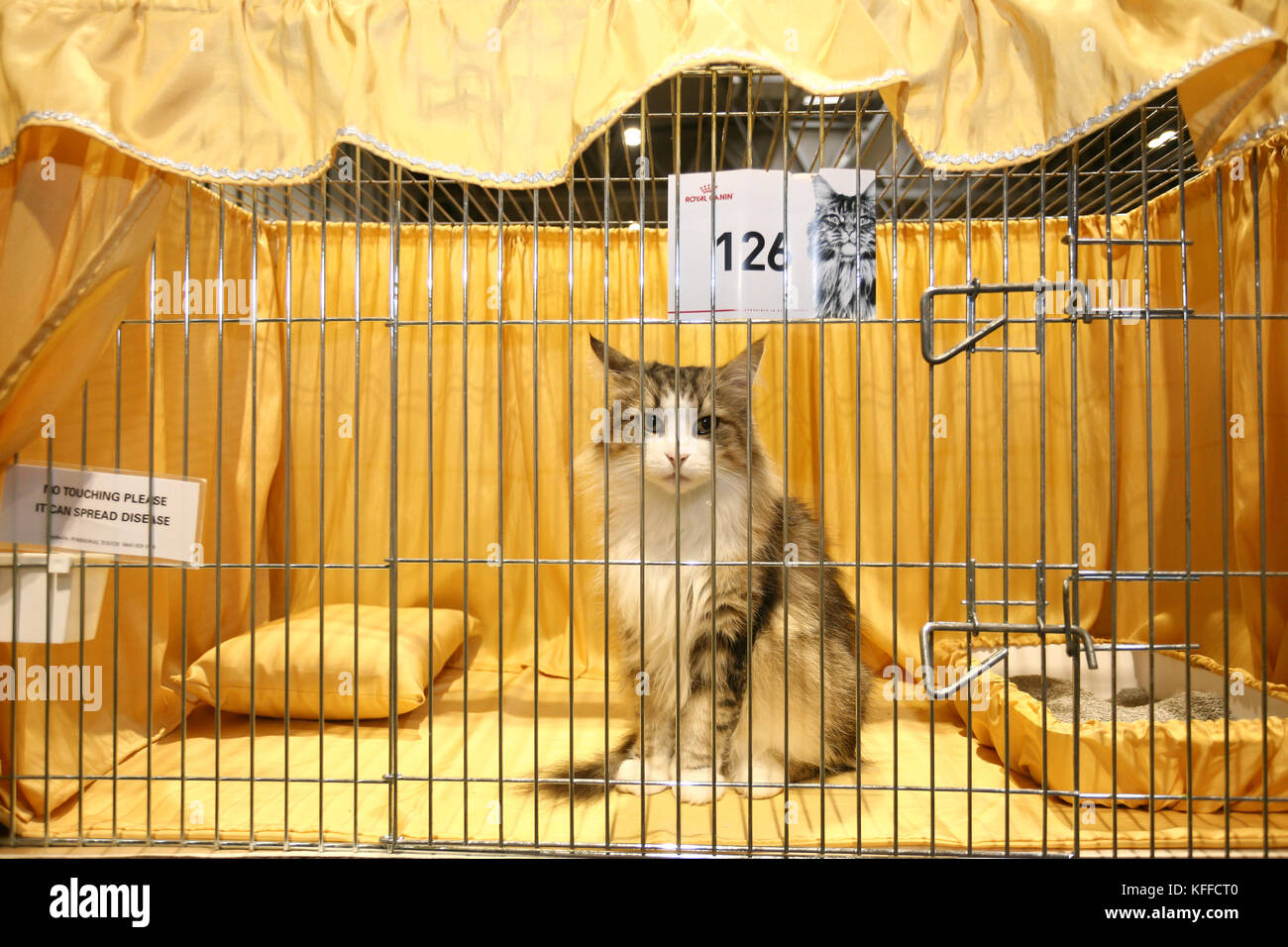 Birmingham, Regno Unito. Il 28 ottobre 2017. i gatti e i loro proprietari si scende sulla nec per mostrare loro pedigree gatti di razza. Pietro lopeman/alamy live news Foto Stock