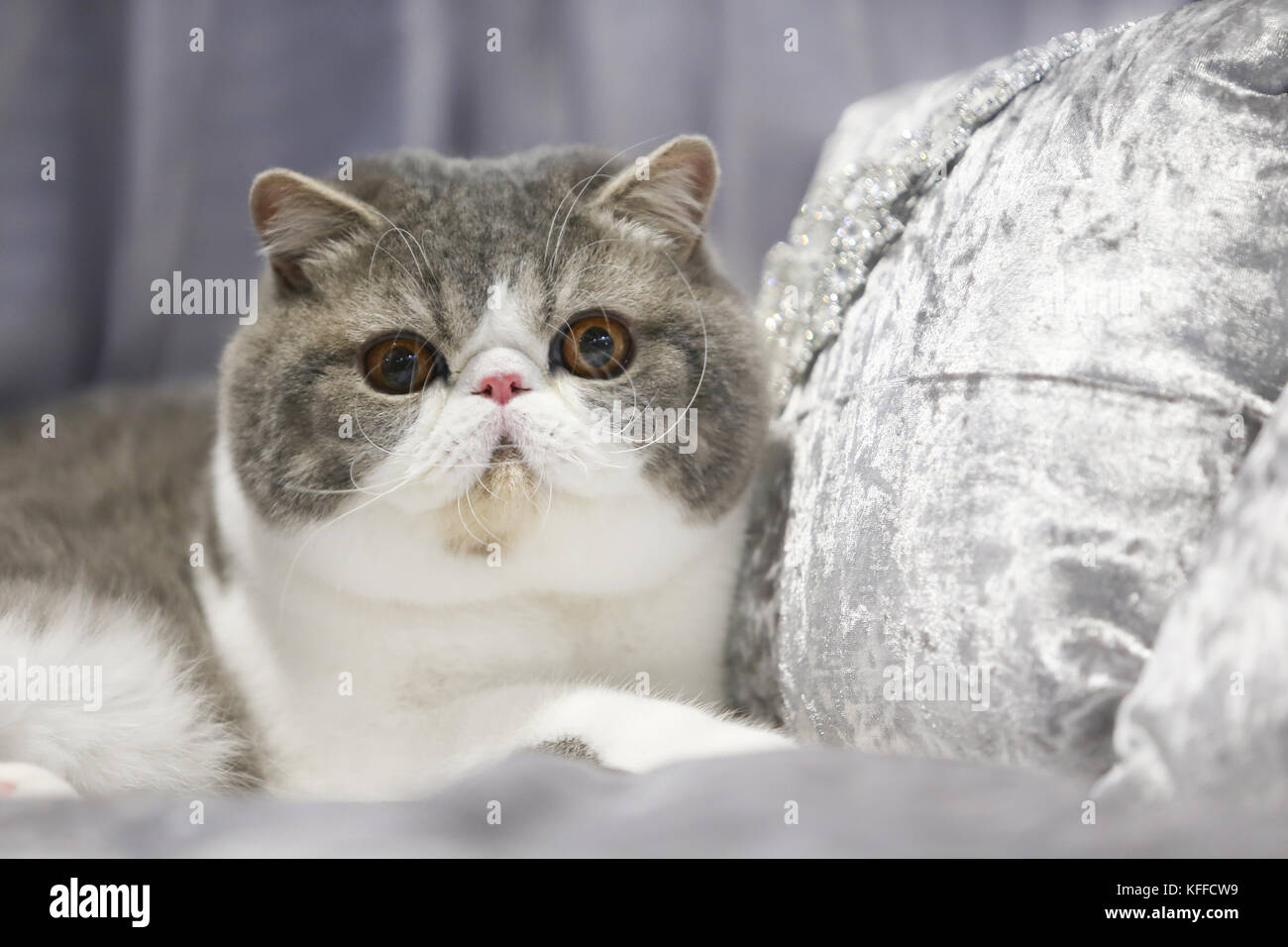 Birmingham, Regno Unito. Il 28 ottobre 2017. i gatti e i loro proprietari si scende sulla nec per mostrare loro pedigree gatti di razza. Pietro lopeman/alamy live news Foto Stock