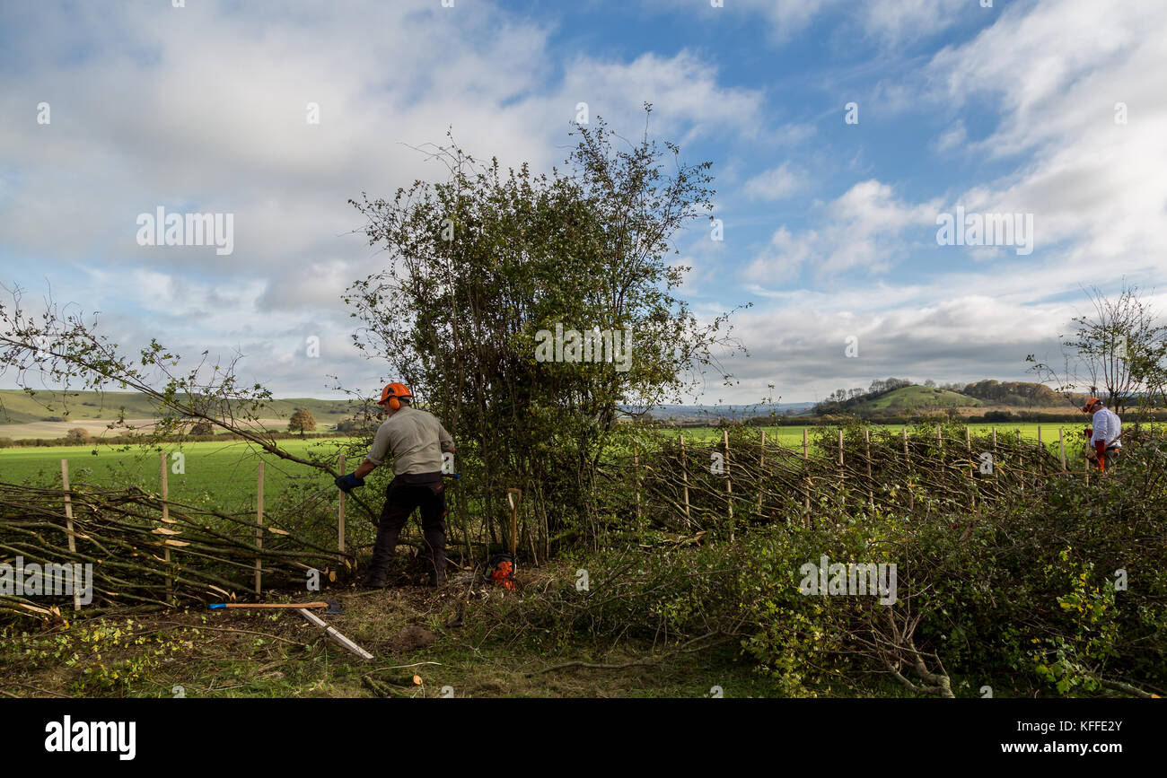 Stourhead, Wiltshire, Regno Unito. 28 ottobre 2017. Concorrenti alla 39a National Hedge Laking Competition a Stourhead, Wiltshire, il 28 ottobre 2017 crediti: NJphoto/Alamy Live News Foto Stock