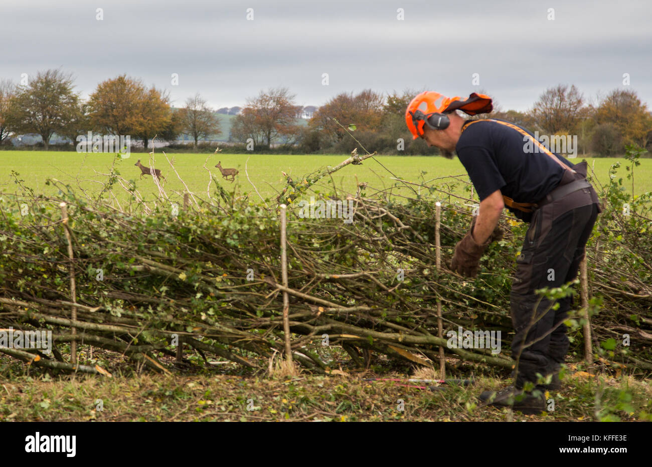 Stourhead, Wiltshire, Regno Unito. 28 ottobre 2017. Concorrente alla 39a National Hedge Laving Competition a Stourhead, Wiltshire, il 28 ottobre 2017 Credit: NJphoto/Alamy Live News Foto Stock