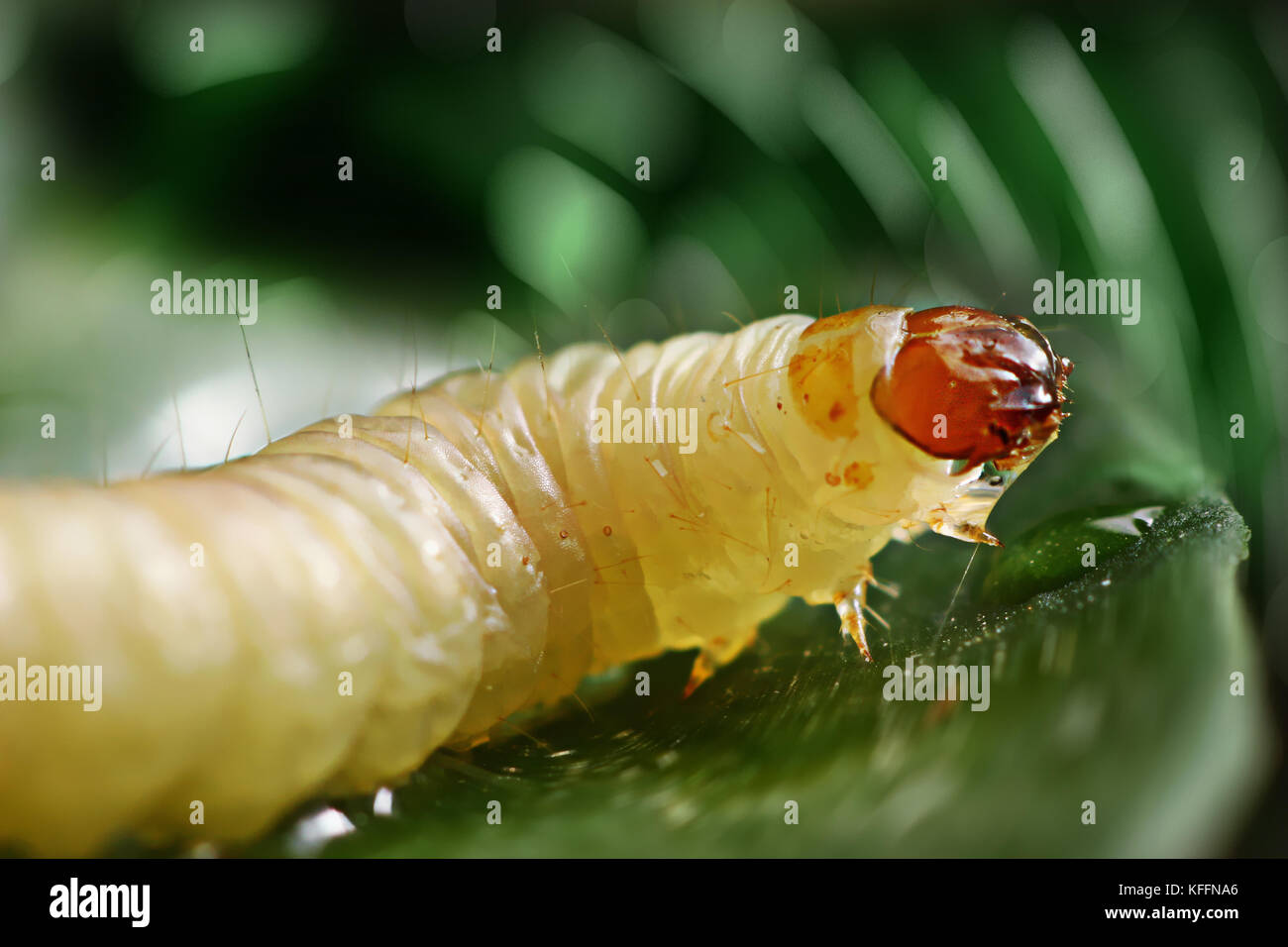 Il bruco mangia le foglie, foglie verdi sopra. sfondo verde Foto Stock