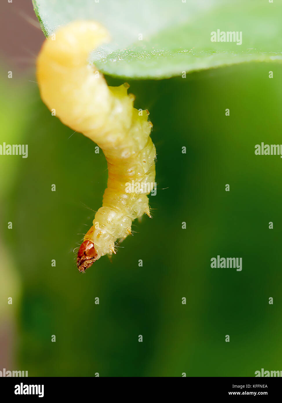 Il bruco mangia le foglie, foglie verdi sopra. sfondo verde Foto Stock