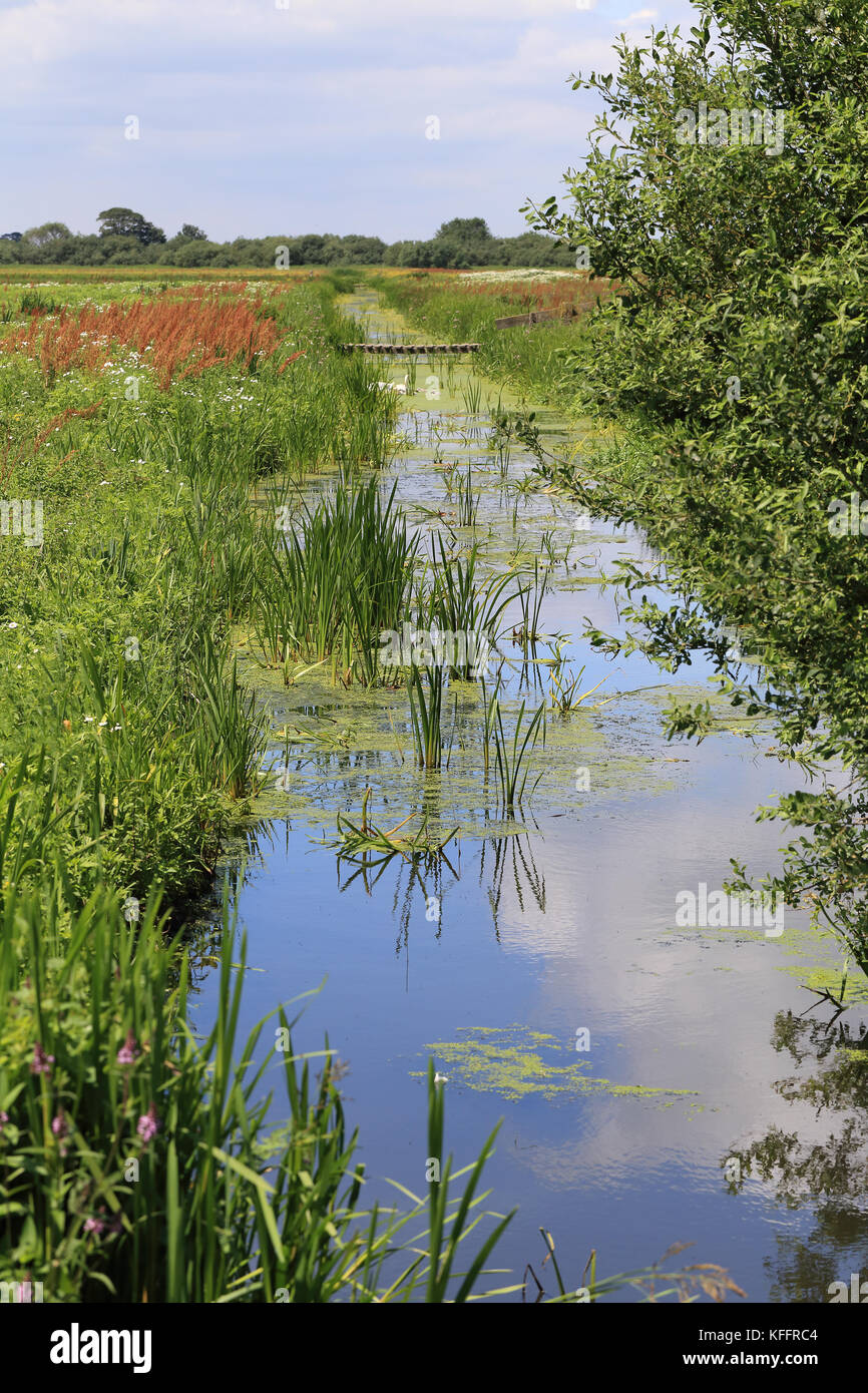 Canale di drenaggio in estate, welney wwt riserva, Norfolk, Inghilterra, Regno Unito. Foto Stock