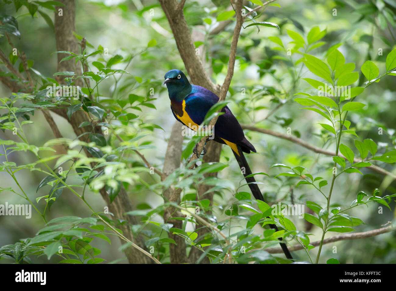 Golden-breasted Lamprotornis starling regius Jurong Bird Park Singapore BI031745 Foto Stock