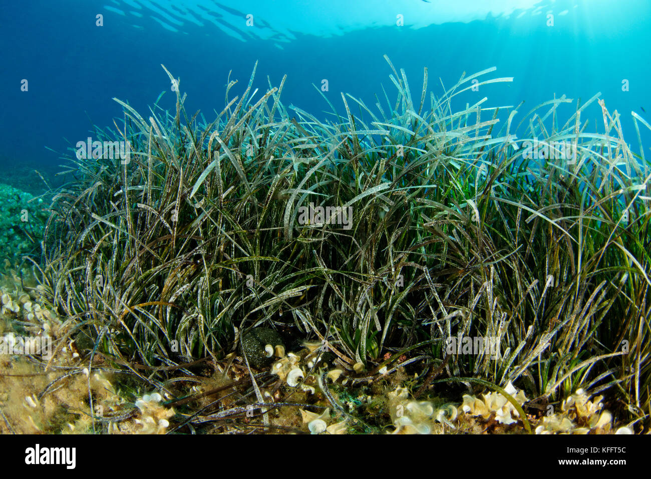 Erba di Nettuno, Posidonia oceanica, Mare Adriatico, Mar Mediterraneo, Isole Koranti, Dalmazia, Croazia Foto Stock