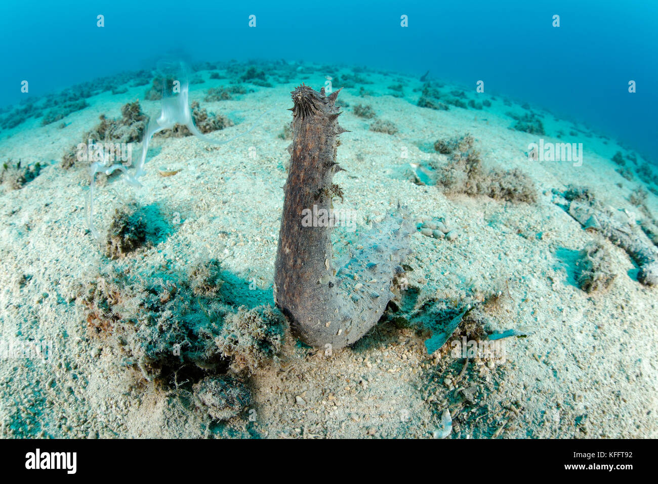 Holothuria tubulosa, tubolare cetriolo marittimo, durante la deposizione delle uova, mare adriatico, mare mediterraneo, Biograd, DALMAZIA, CROAZIA Foto Stock