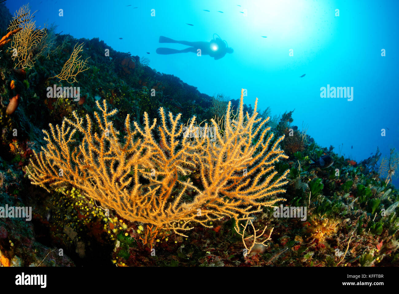 Mar giallo frusta, eunicella cavolini, coralreef e scuba diver, mare adriatico, mare mediterraneo, isola di Brac, DALMAZIA, CROAZIA Foto Stock