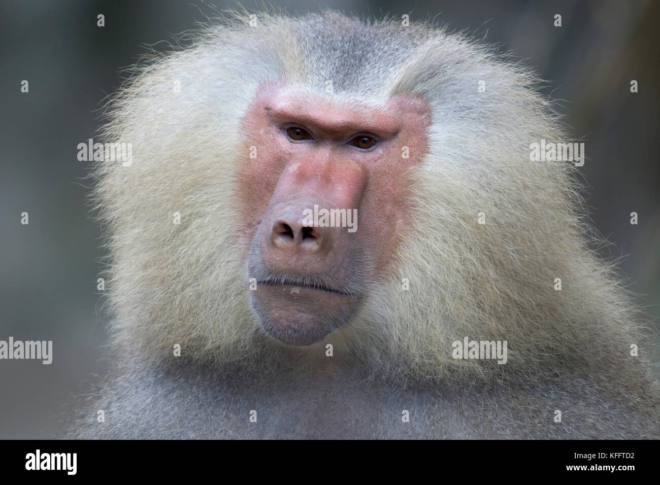 Hamadryas baboon Papio hamadryas Singapore Zoo MA003469 Foto Stock