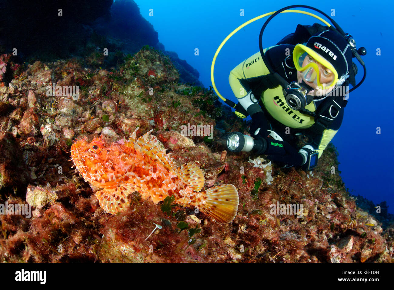 Scorpione rosso, scrofa della scorpaena e immersioni subacquee, Mar Adriatico, Mar Mediterraneo, Isola di Brac, Dalmazia, Croazia Foto Stock