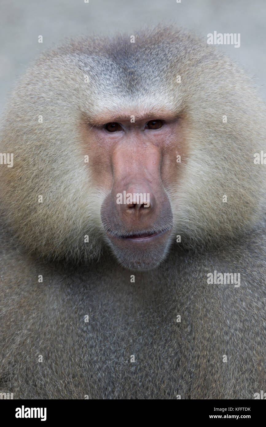 Hamadryas baboon Papio hamadryas Singapore Zoo MA003471 Foto Stock