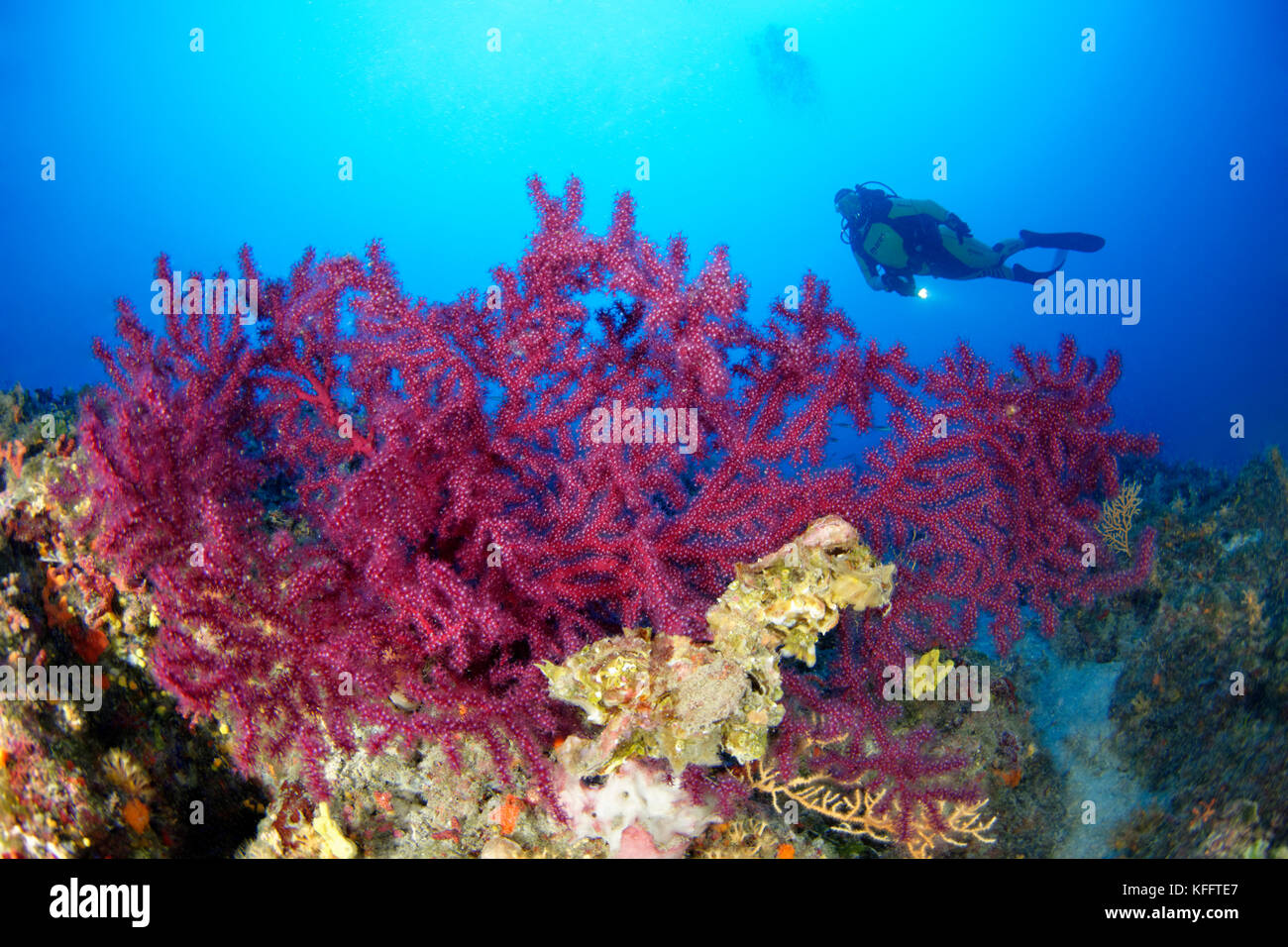 Mare violescent frusta, paramuricea clavata, Coral reef e scuba diver, mare adriatico, mare mediterraneo, isola di Brac, DALMAZIA, CROAZIA Foto Stock