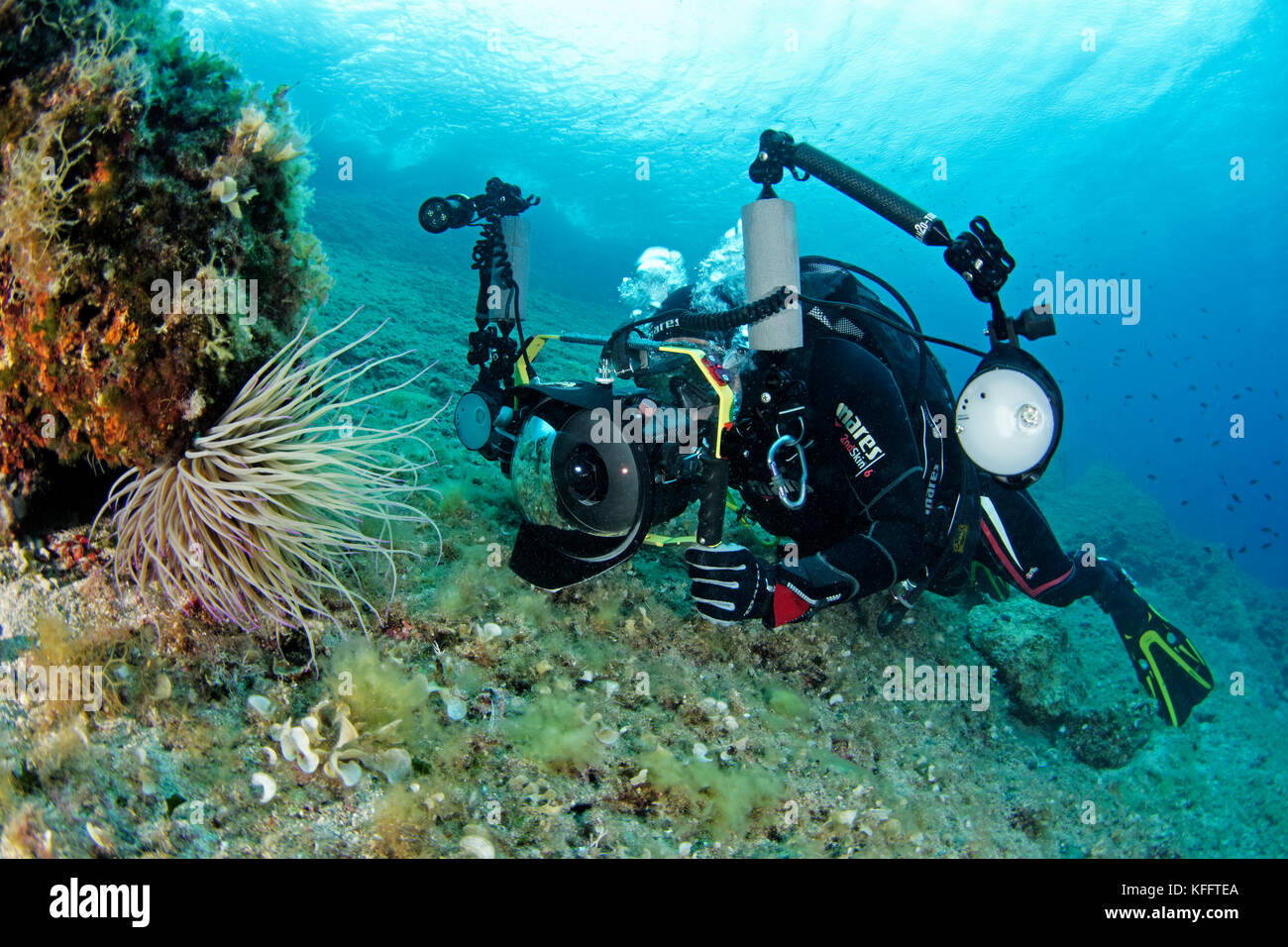 Anemone di Snakelocks, Anemonia sulcata, fotograher subacqueo e anemone marino nella barriera corallina mediterranea, Mare Adriatico, Mar Mediterraneo, Croazia Foto Stock