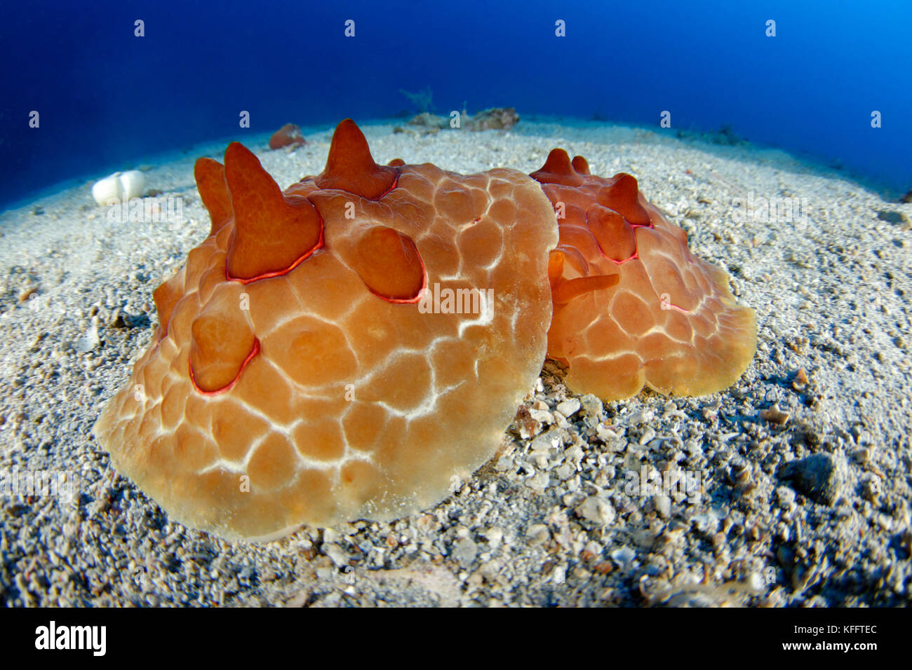 La tartaruga di mare, slug pleurobranchus testudinarius, mare adriatico, mare mediterraneo, le isole di Kornati, Croazia Foto Stock