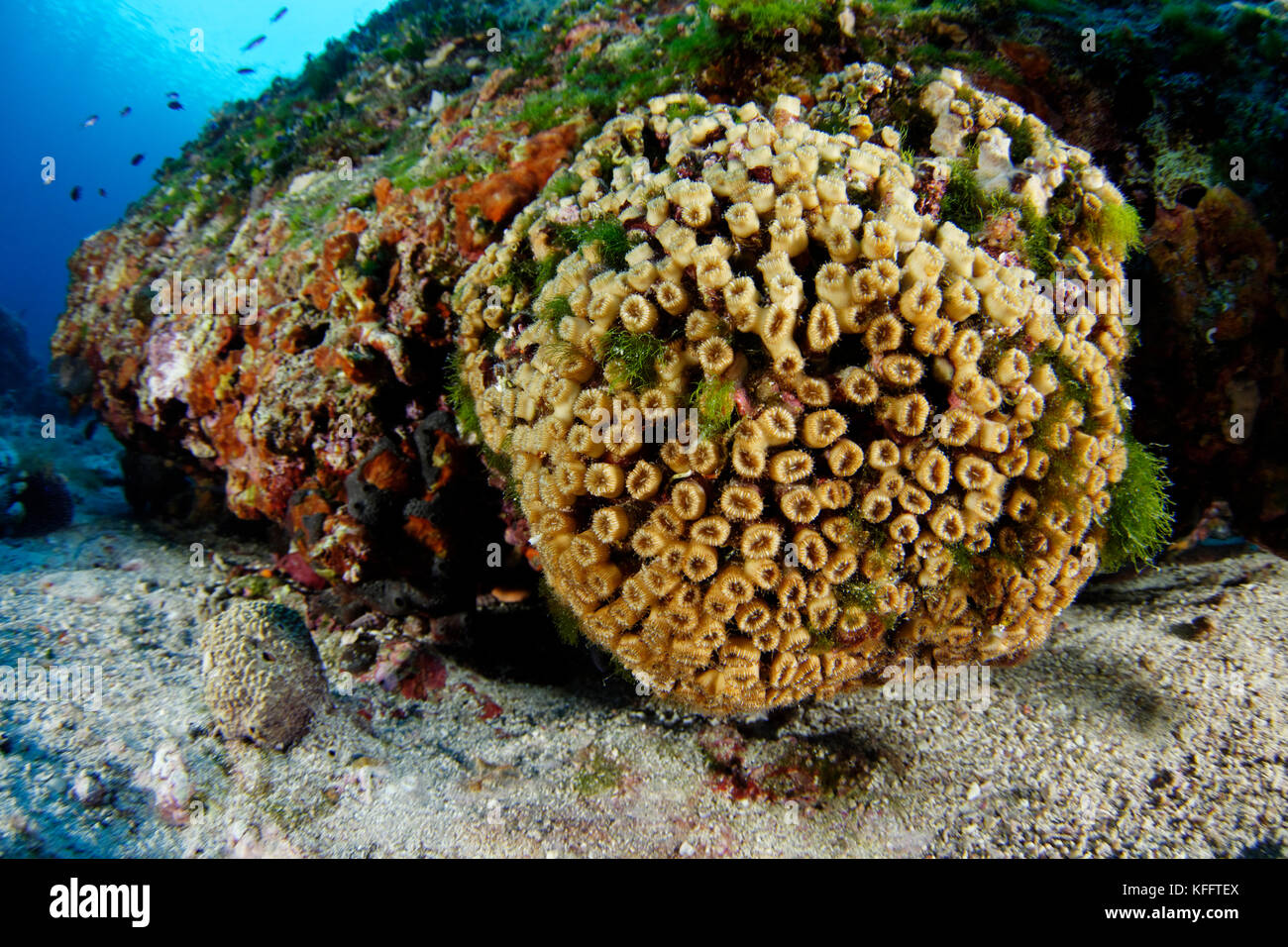 Cuscino di corallo, Cladocora caespitosa, Mar Adriatico, Mar Mediterraneo, Isola di Brac, Dalmazia, Croazia Foto Stock