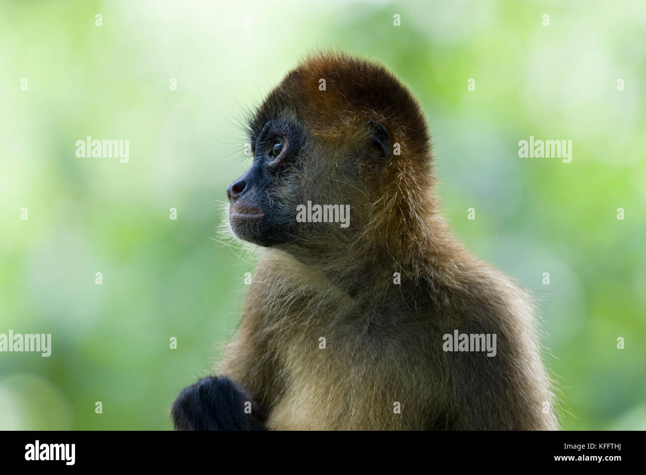 Nero-consegnato Spider Monkey Ateles geoffroyi Singapore Zoo MA003493 Foto Stock