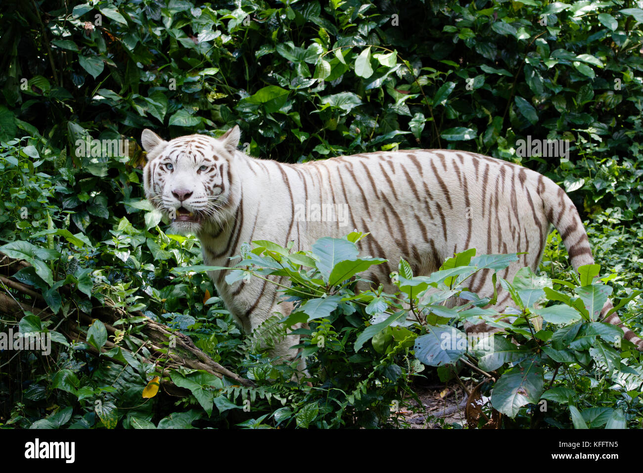 Tigre del Bengala - modulo bianco Panthera tigris Singapore Zoo MA003503 Foto Stock