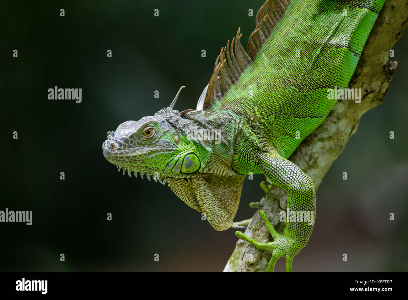 Green Iguana Iguana iguana Singapore MA003502 Foto Stock
