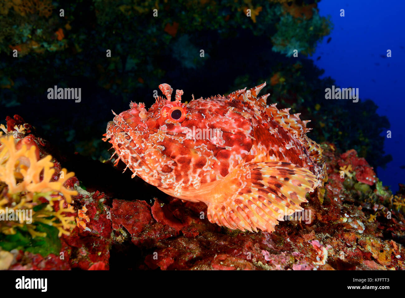 Scorpione rosso, scorpaena scrofa a CoralReef, Lastovo, Mar Adriatico, Mar Mediterraneo, Dalmazia, Croazia Foto Stock
